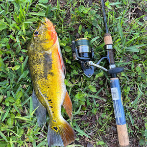 Meet your Posher, Dawson